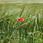 Wandern gibt Ruhe zu beschauen