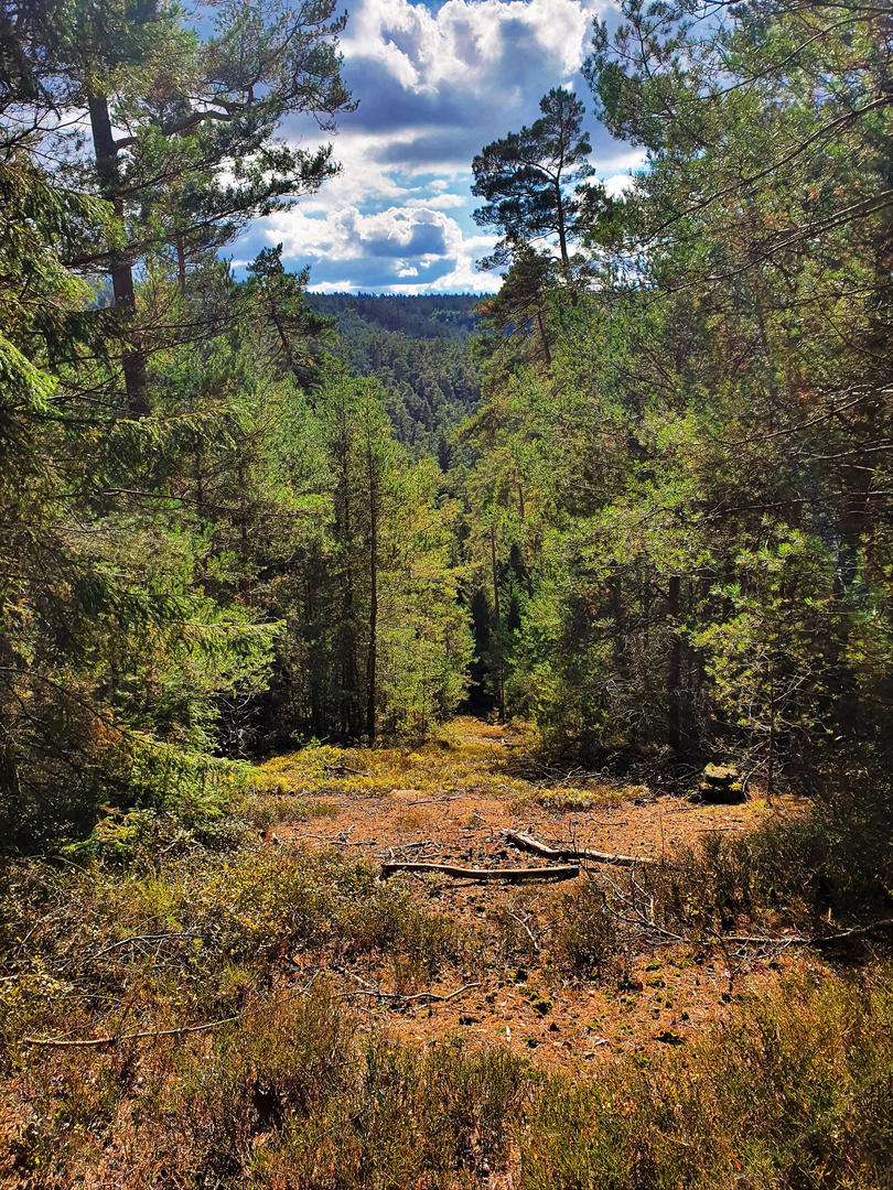 Wandern im Burgwald