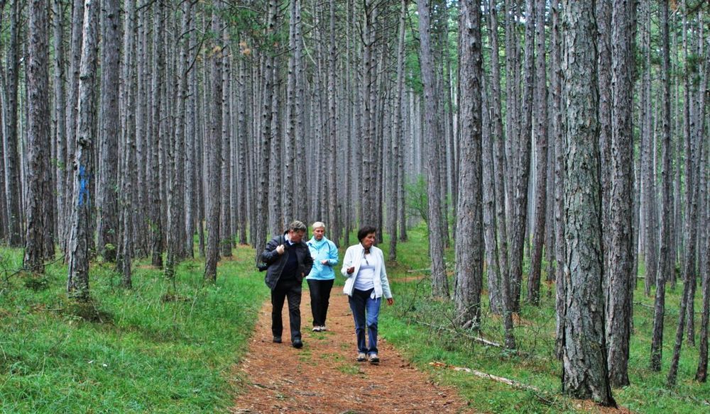 Wandern im Föhrenwald