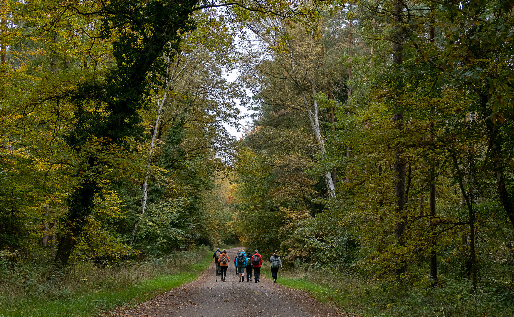 Wandern im Herbstwald