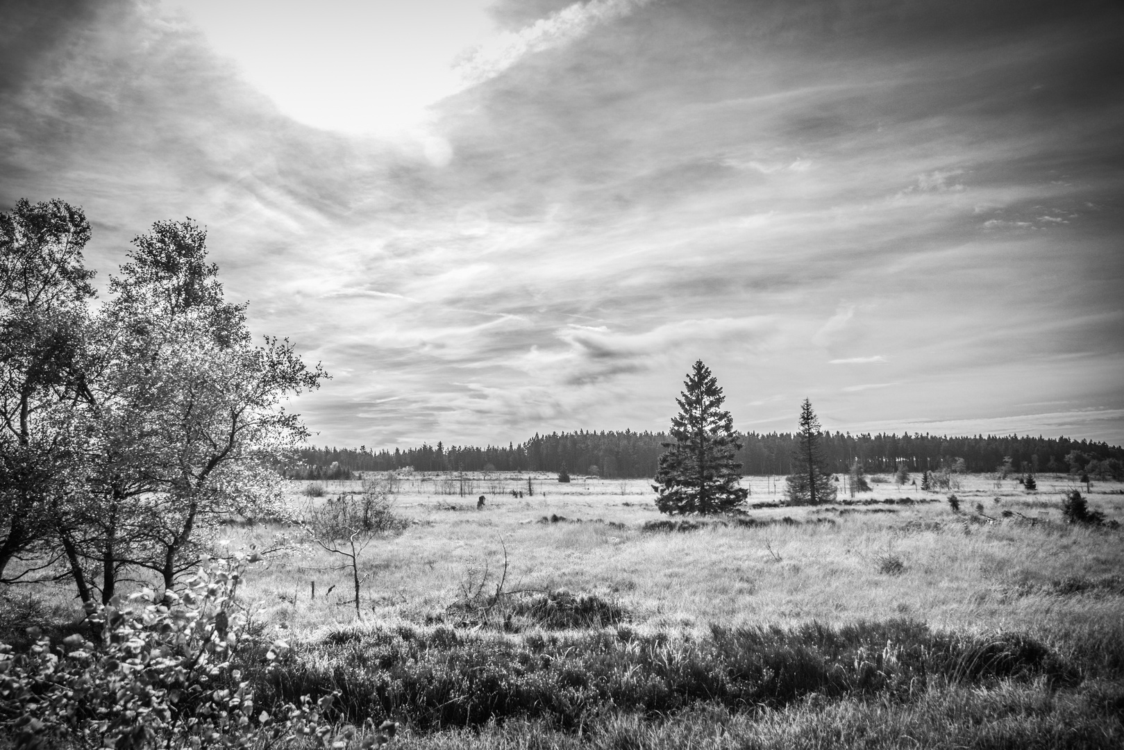 Wandern im hohen Venn