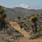 Wandern im Joshua Tree NP