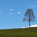 Wandern im Lainzer Tiergarten 