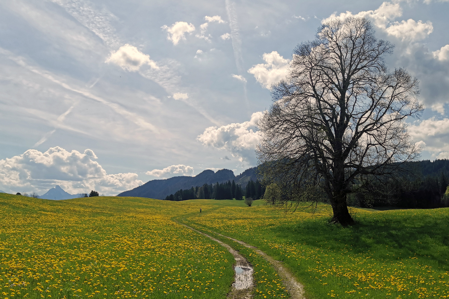 Wandern im Löwenzahnfrühling!