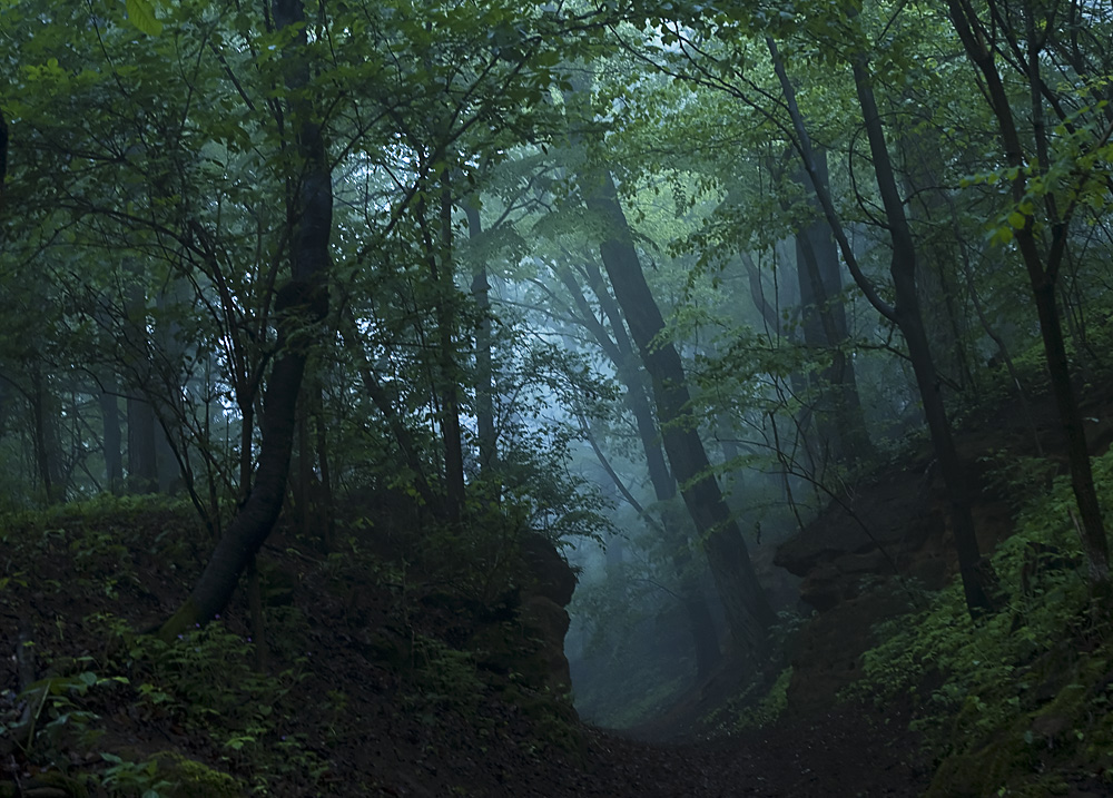 Wandern im Nebel 1