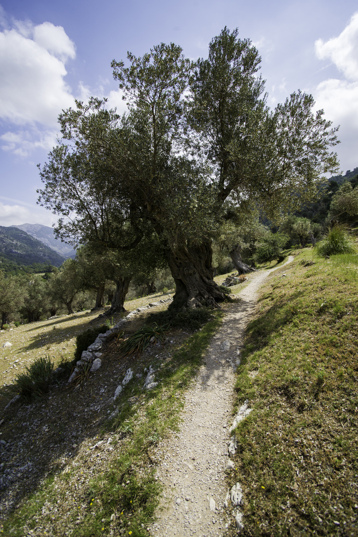 Wandern im Olivenhain