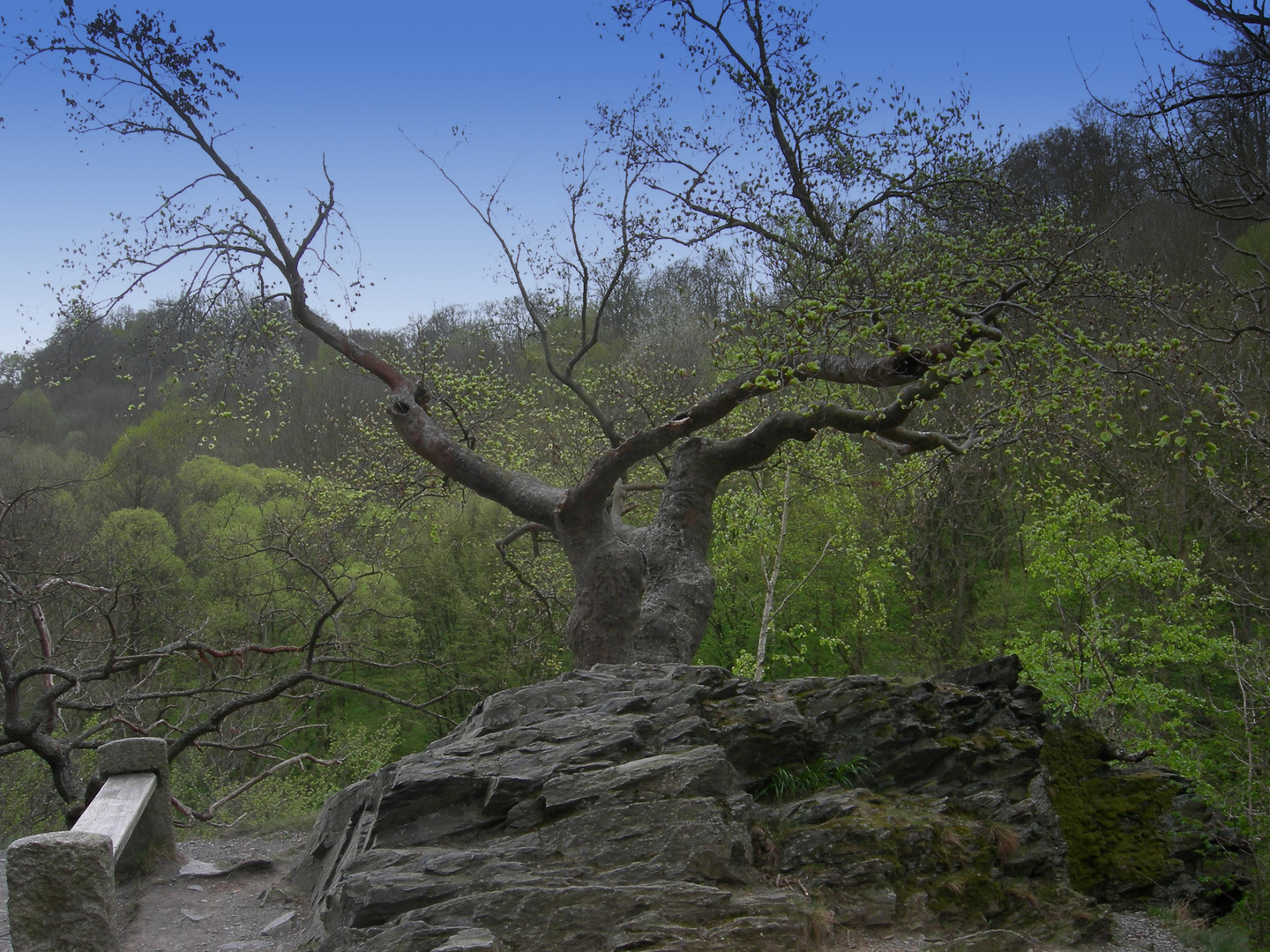 Wandern im Ostharz- das Bodetal .