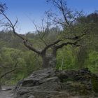 Wandern im Ostharz- das Bodetal .