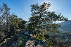 Wandern im Pfälzerwald