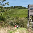 Wandern im Rheingau