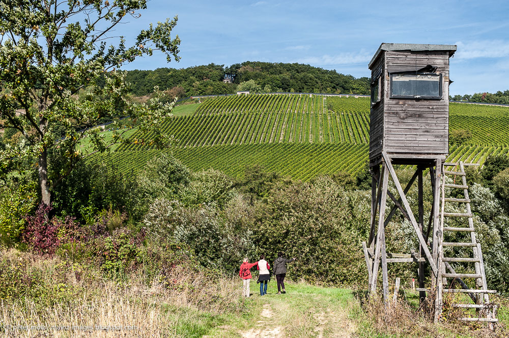 Wandern im Rheingau