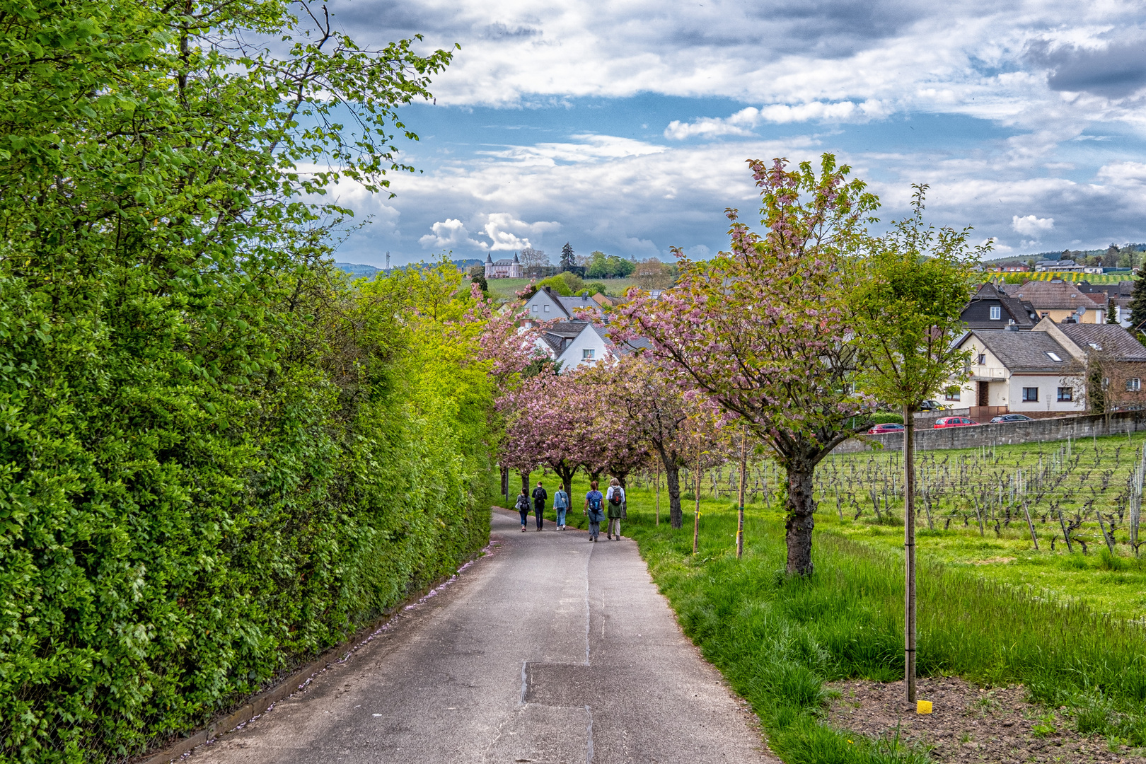 Wandern im Rheingau