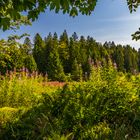 Wandern im Schwarzwald