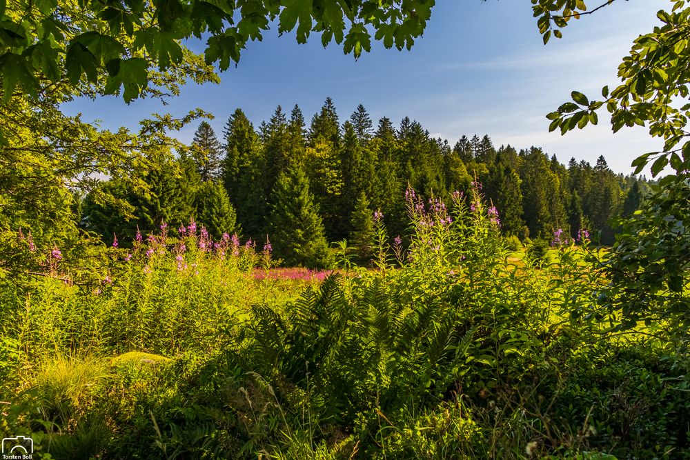 Wandern im Schwarzwald