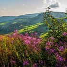 Wandern im Schwarzwald