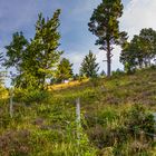 Wandern im Schwarzwald