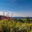 Wandern im Schwarzwald