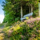 Wandern im Schwarzwald