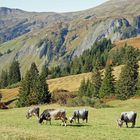 Wandern im Skigebiet Damüls-Mellau