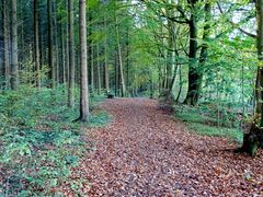 Wandern im Wald