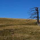 Wandern im Wechselgebiet