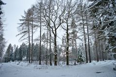 Wandern im Werdauer Wald