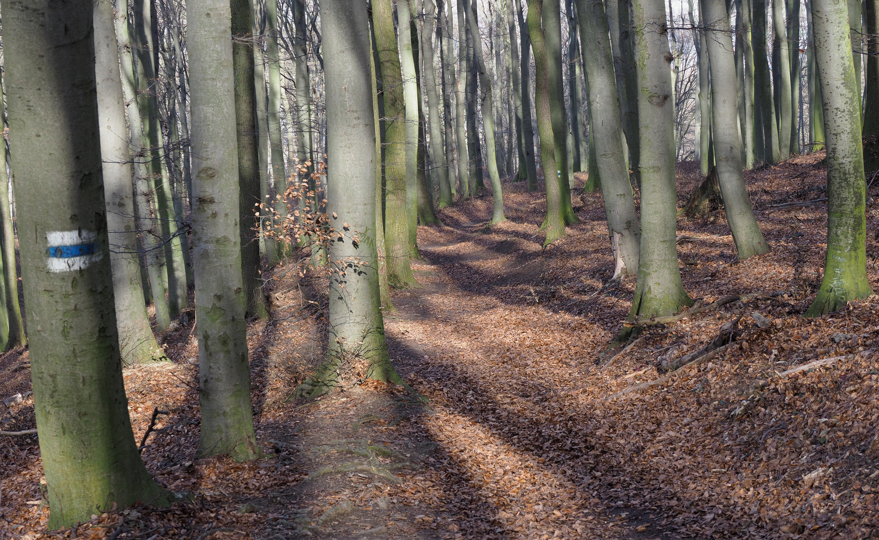 wandern im Wienerwald