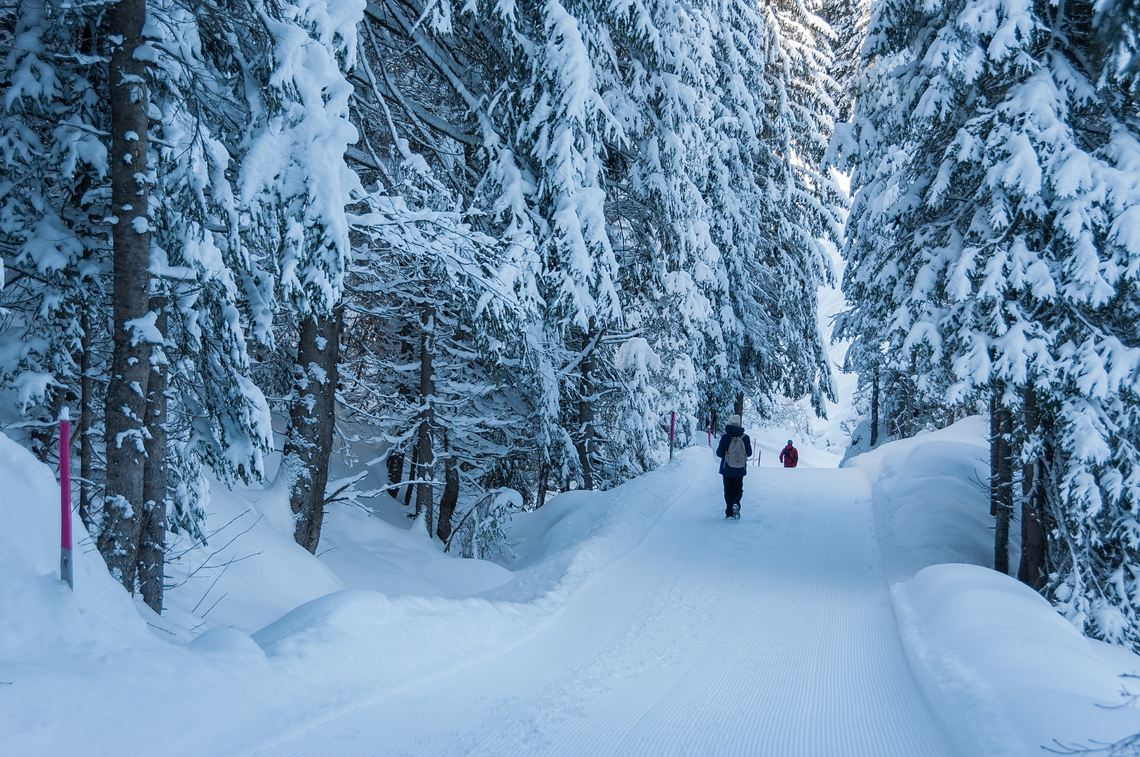 Wandern im Winterwald