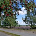 Wandern in der Lüneburger Heide