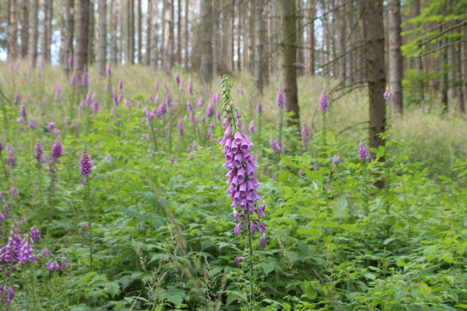 ...Wandern in der Nähe von Weringerode