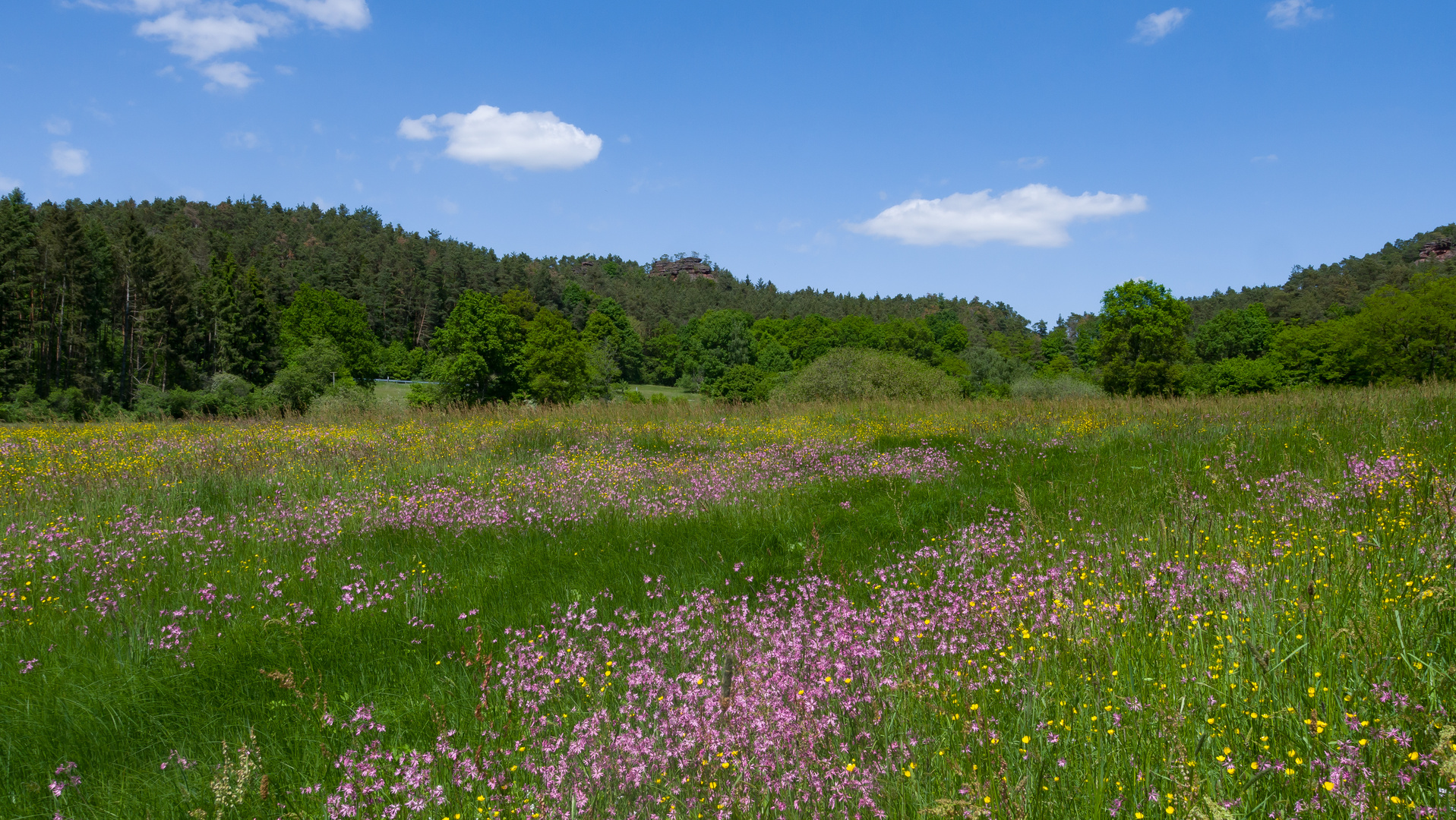 Wandern in der Pfalz