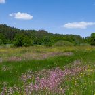 Wandern in der Pfalz