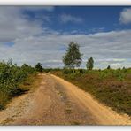 Wandern in der Syrauer Heide