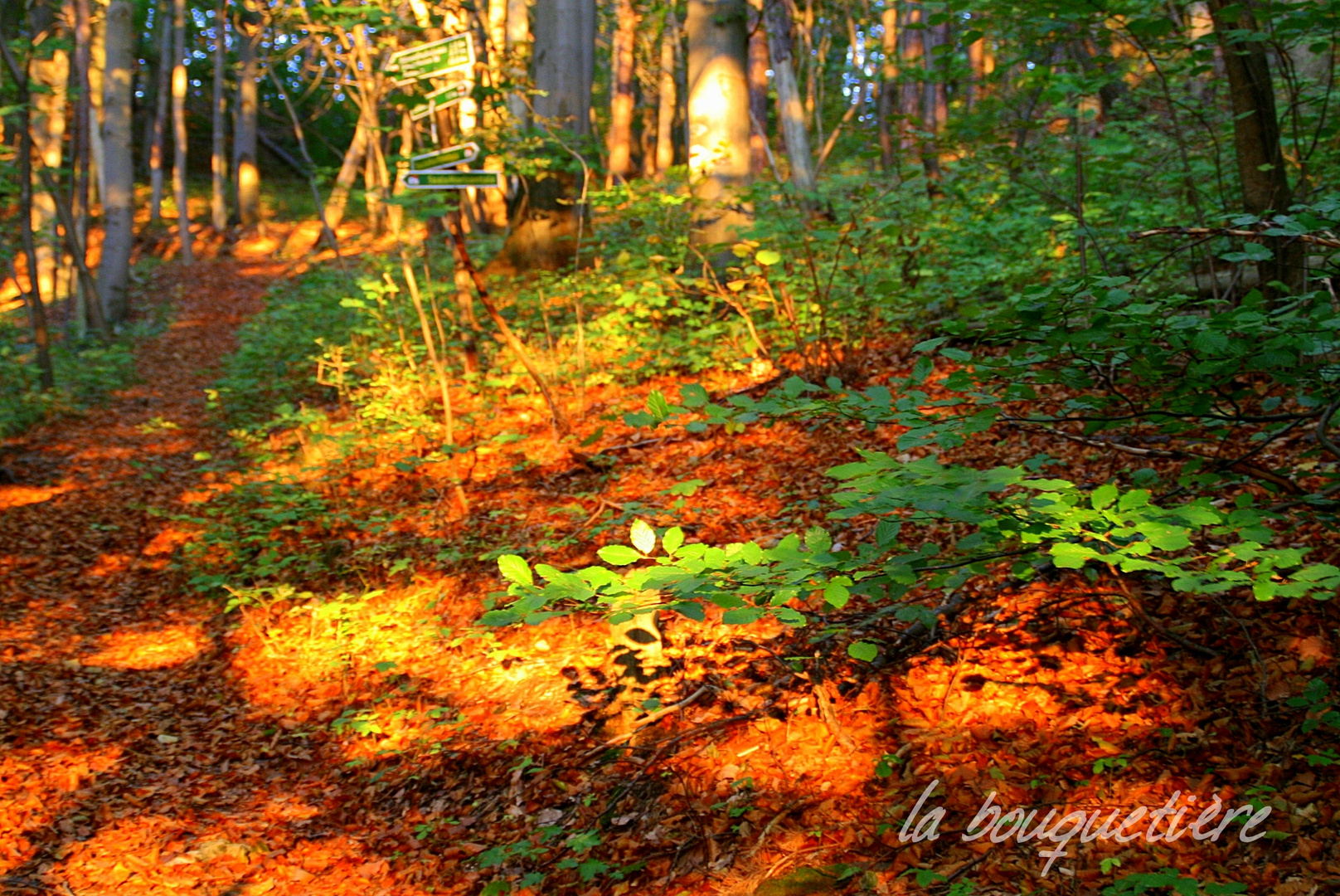 Wandern in Jena