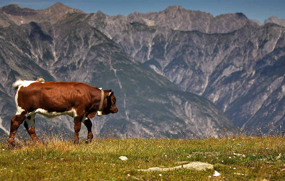 Wandern ist das Kälbchen Lust.