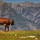 Wandern ist das Kälbchen Lust.