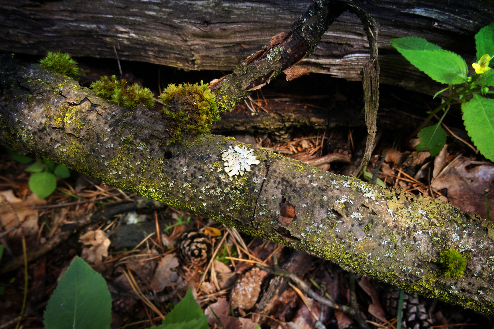 Wandern zwischen Wald und See