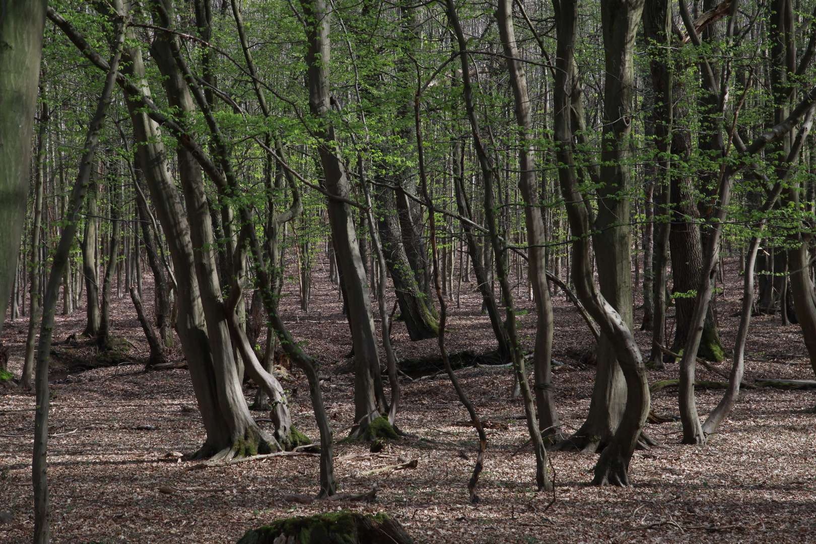 Wandernde Bäume