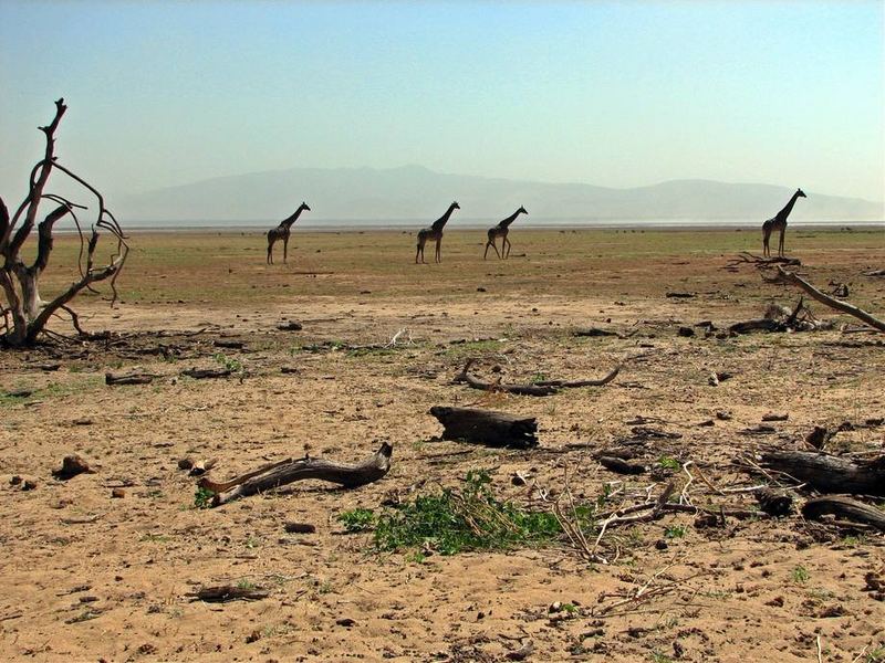 Wandernde Giraffen, Lake Manyara, Tansania