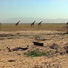 Wandernde Giraffen, Lake Manyara, Tansania