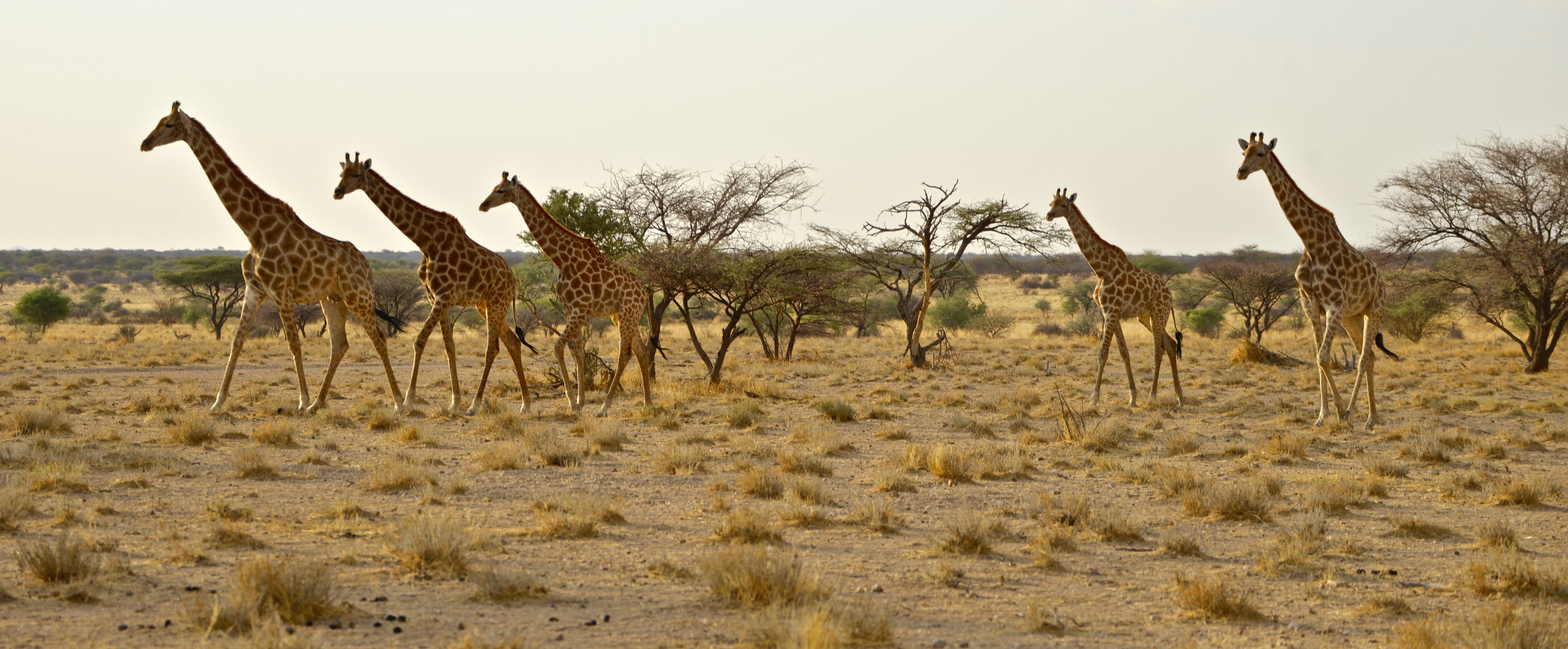 Wandernde Giraffenherde