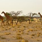 Wandernde Giraffenherde
