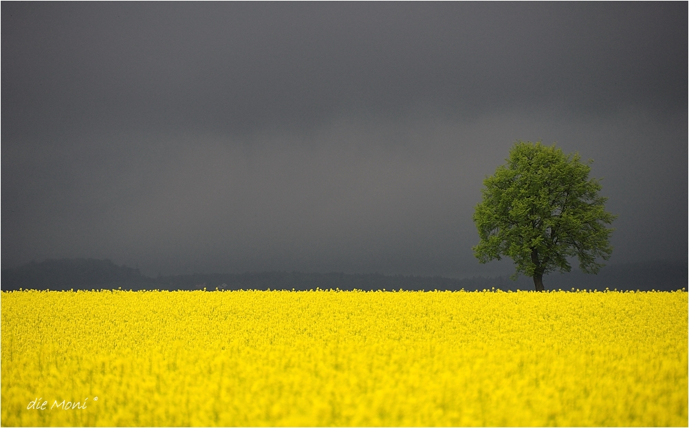 Wandernde Regenwand