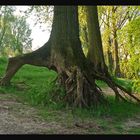 Wandernder Baum