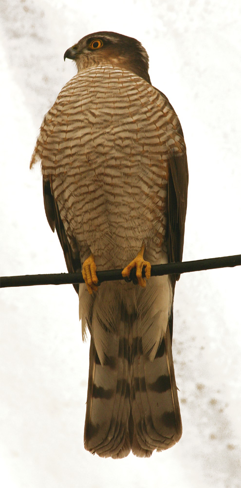 Wandernder Falke -> Sperber