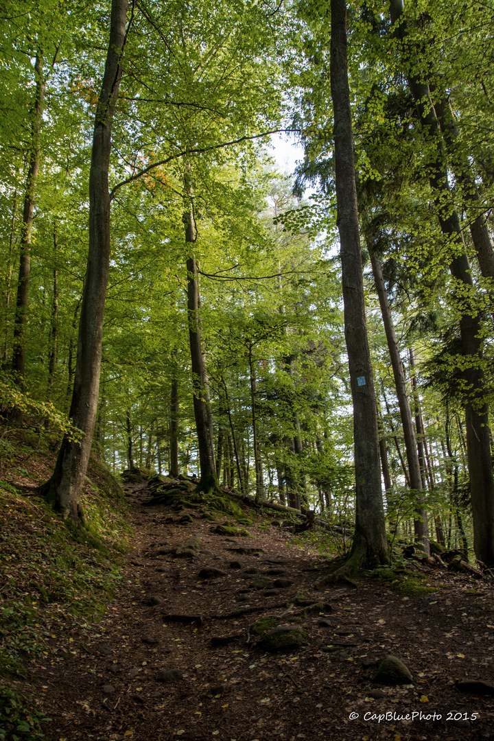 Wanderpfad Dahner Felsenpfad (Premiumwanderweg)