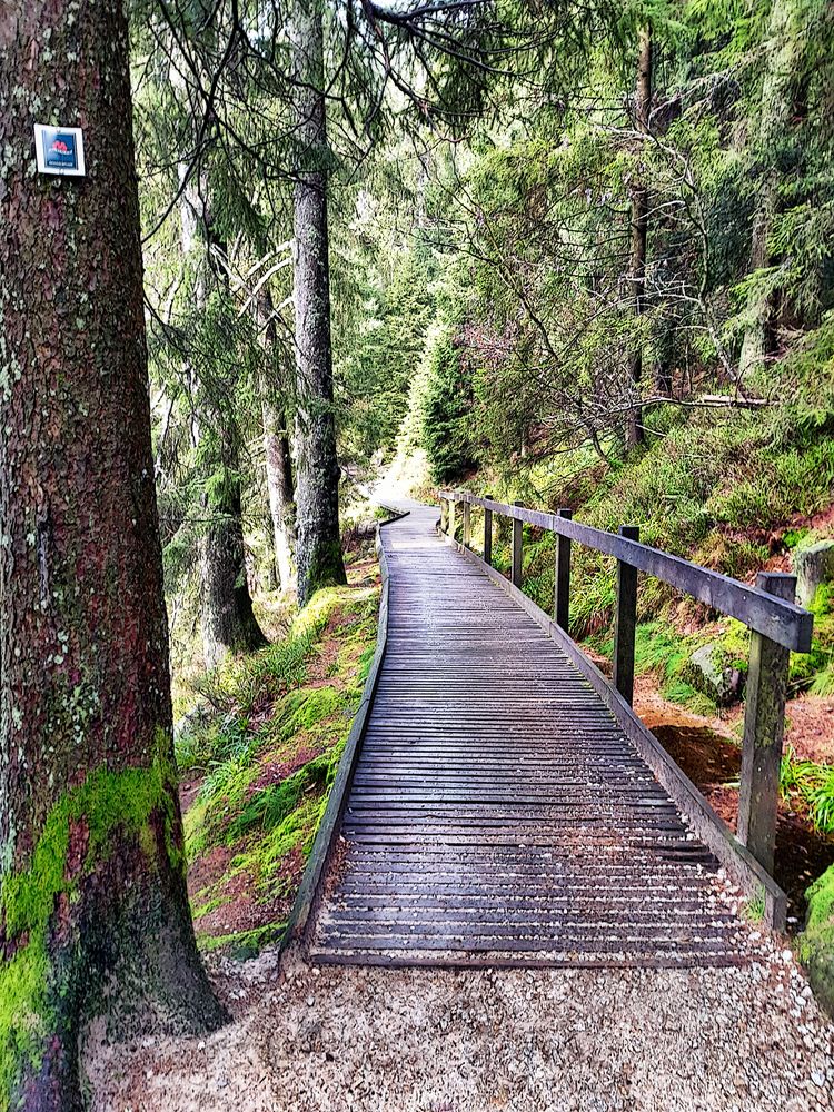 Wanderpfad um den Mummelsee 