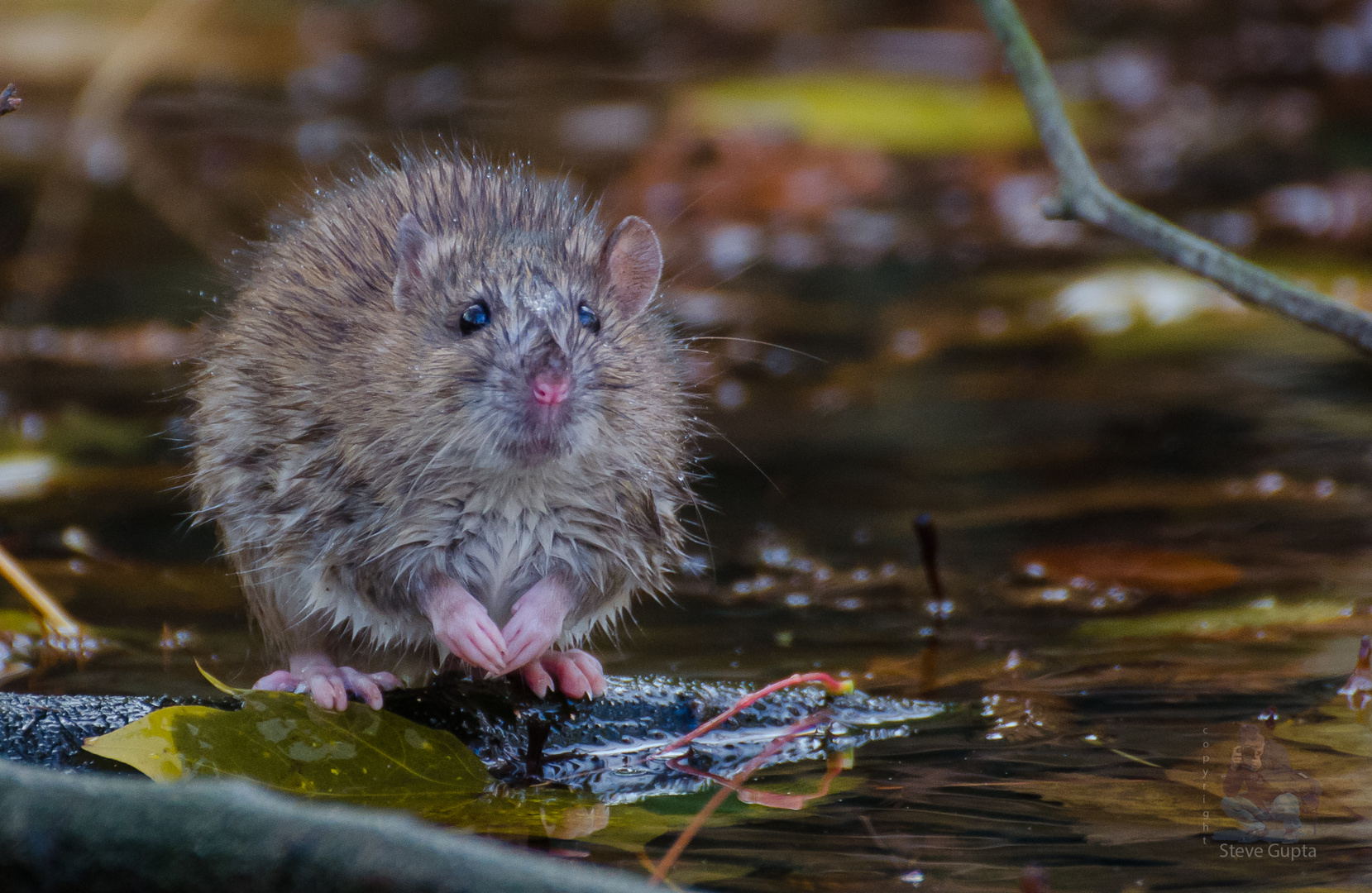 Wanderratte