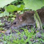 Wanderratte (2)