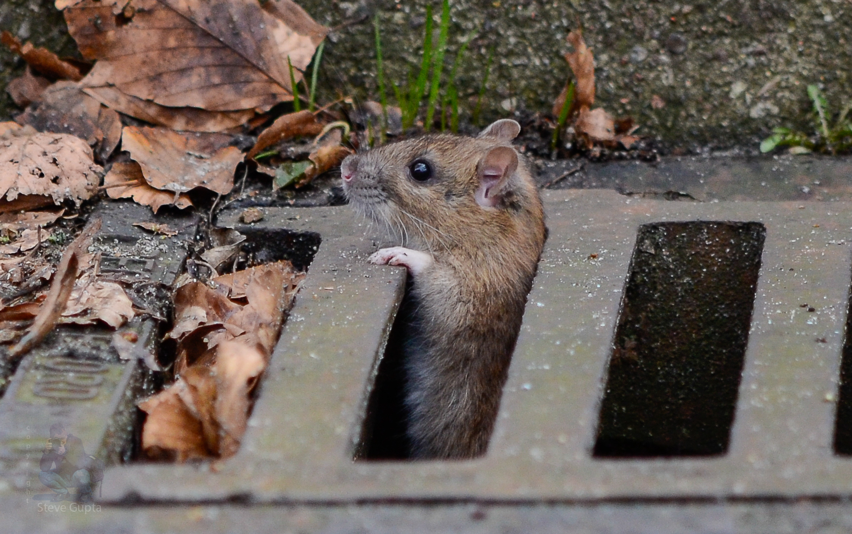 Wanderratte Foto &amp; Bild tiere, wildlife, nikon Bilder